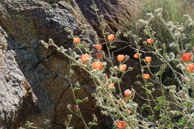 Orange wildflowers blooming among greenery with a backdrop of textured rock formations.